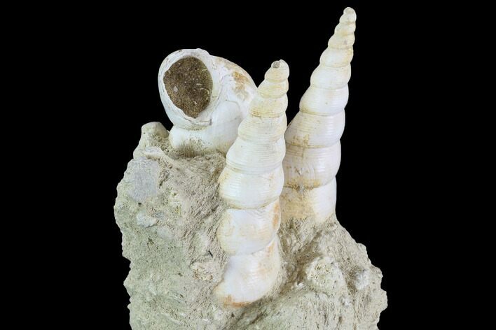 Fossil Gastropod (Haustator) Cluster - Damery, France #97791